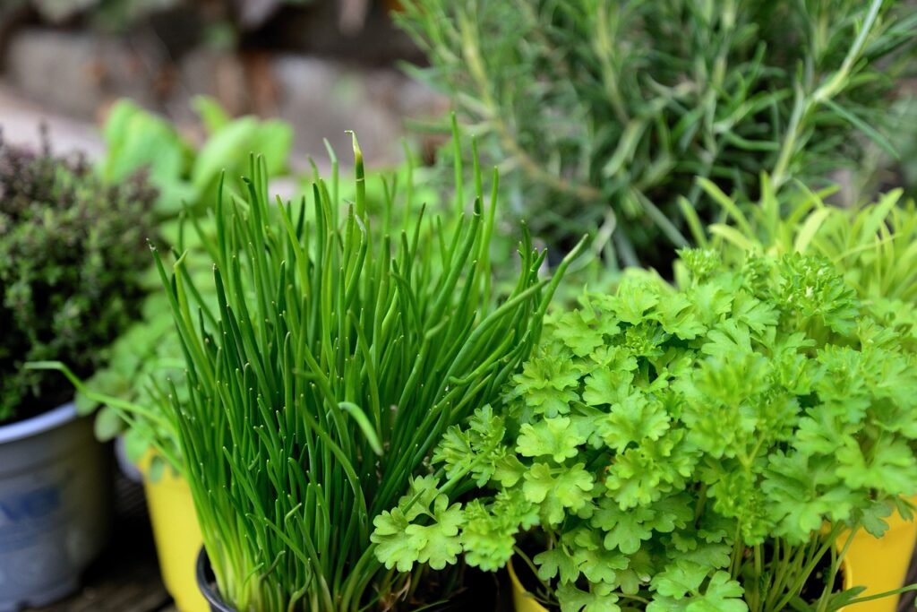 herb gardening